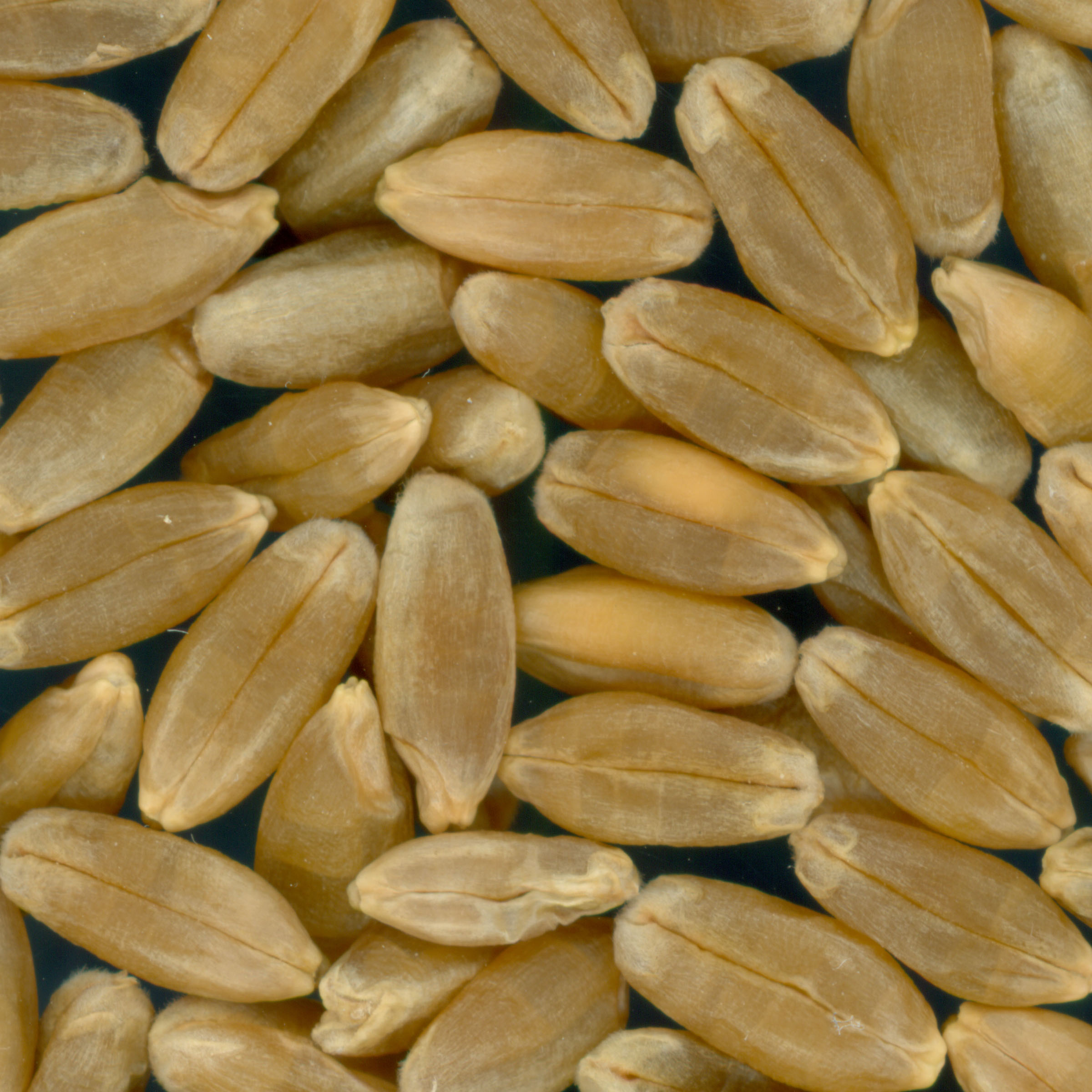 KERNELS